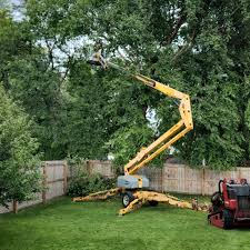 Best Tree Health Inspection  in Hemet, CA