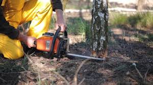 Best Arborist Consultation Services  in Hemet, CA