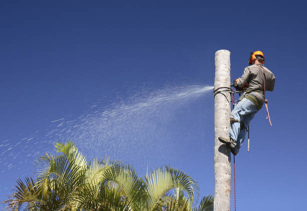  Hemet, CA Tree Services Pros