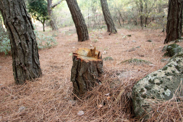 Best Lot and Land Clearing  in Hemet, CA