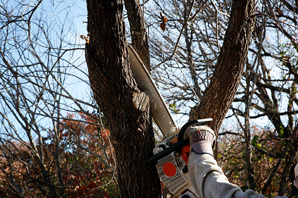 Best Storm Damage Tree Cleanup  in Hemet, CA