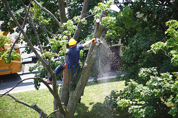 Best Tree and Shrub Care  in Hemet, CA