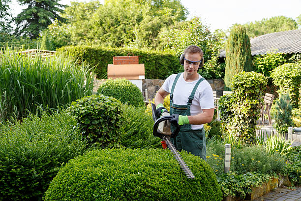 Best Sod Installation  in Hemet, CA