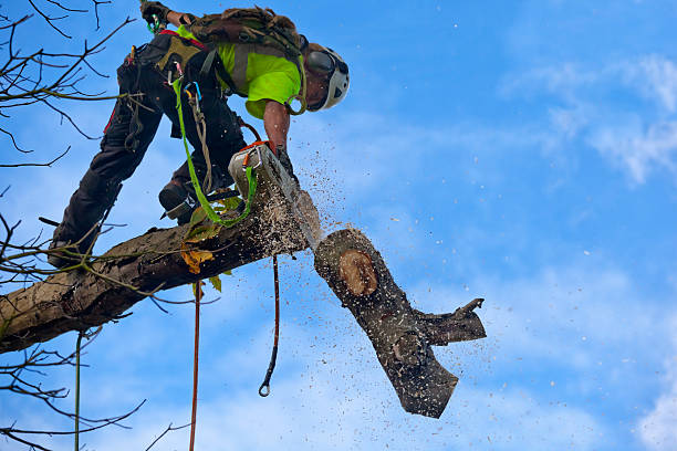 Best Tree Maintenance Programs  in Hemet, CA