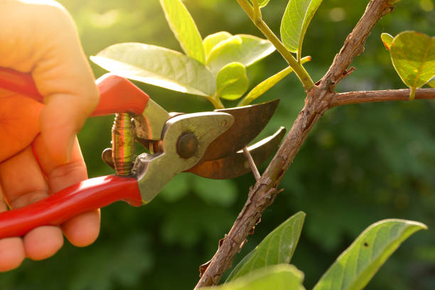 Best Commercial Tree Services  in Hemet, CA