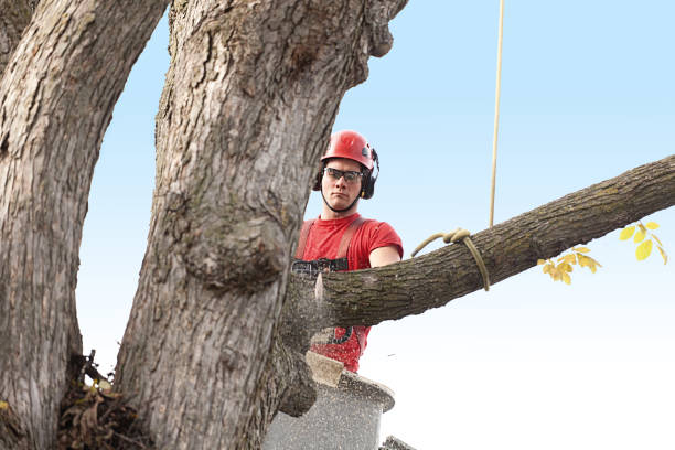 How Our Tree Care Process Works  in  Hemet, CA